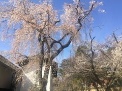 -醍醐寺