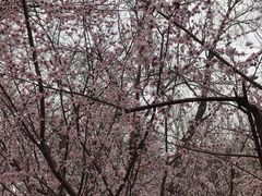 -桃花堤公园