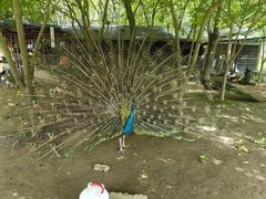 -东平国家森林公园