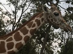 -清迈夜间动物园