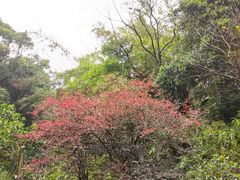 -广州市白云山风景名胜区