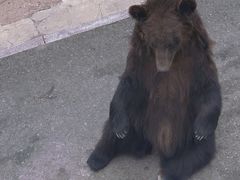 -大青山野生动物园