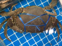 -江杨农产品批发市场