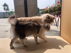 -瞄一喵猫咖(格力海岸店)