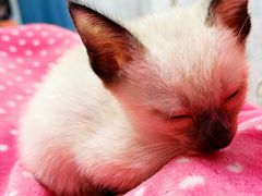 -欣宠猫屋·矮脚拿破仑·蓝金金渐层