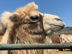 -敕勒川草原文化旅游区