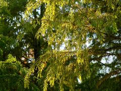 -黄海国家森林公园