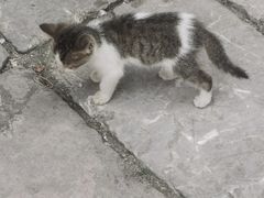 -羊楼洞