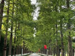 -黄海国家森林公园