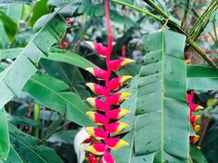 -中国科学院西双版纳热带植物园