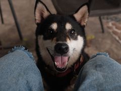 -柴犬高等学院·狗咖·柴犬售卖·宠物训练