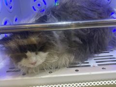 -PETKIT小佩宠物·低压洗护(国顺东路店)