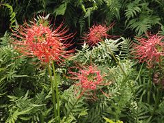 -黄海国家森林公园