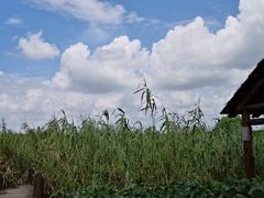 -同里国家湿地公园