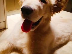 -多乐狗狗宠物训练工作室