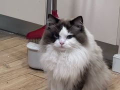 -派特宠物医院(圆融广场店)