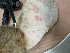 -秀猫阁·猫咪花园(万达店)