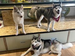-Husky Go! 哈士奇体验馆·宠物咖啡厅狗咖