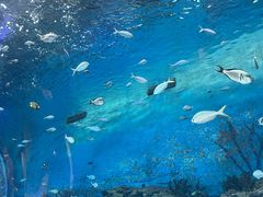 -上海海昌海洋公园