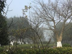 -铁山坪森林公园