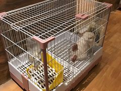 -猫猫幼稚园·撸猫·桌游·电玩