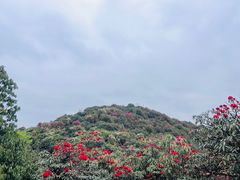 -贵州百里杜鹃风景名胜区