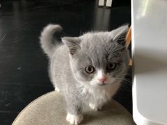 -喵zoo家庭繁育猫舍(尖东智能花园店)