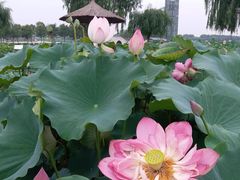 -白洋淀景区