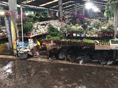 -曲阳花鸟市场(曲阳路店)