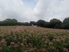 -松山湖梦幻百花洲
