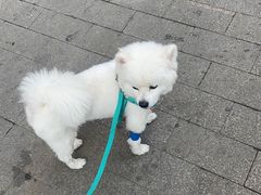-米苏动物医院·犬猫专科·骨科外科内窥镜