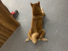 -柴源莊·柴小宠柴犬咖啡