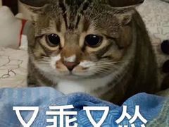 -长藤鬼校(龙翔店)