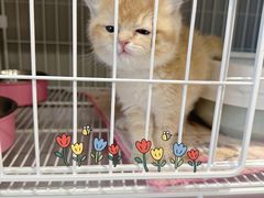 -翊宠yipet猫狗购宠庄园犬舍•猫舍