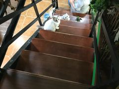 -李小姐の猫咖啡馆(五角场店)