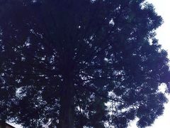 -武陵山森林公园