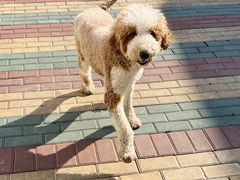 -翊宠yipet猫狗购宠庄园犬舍•猫舍