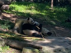 -都江堰中华大熊猫苑