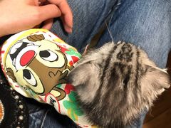 -中农国际动物医院24小时·猫科·骨科·急重症中心