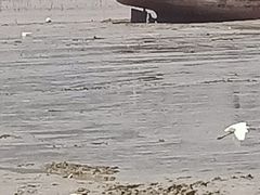 -北岐滩涂
