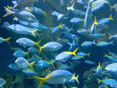 -上海海洋水族馆