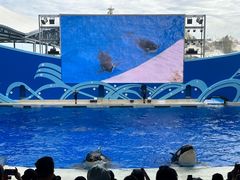 -上海海昌海洋公园
