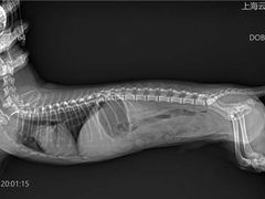 -萌宠之家·腊肠犬·马尔泰·小体犬舍