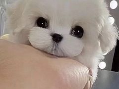 -青奢宠物·青奢猫舍