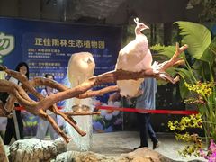 -正佳雨林生态植物园