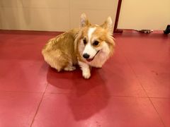 -和它·交个朋友·狗咖猫咖(爱琴海店)