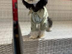 -FAELING PETS美天灵宠物(合生汇店)