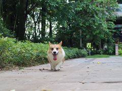 -创凡宠物医院·骨专科  猫科中心(西乡分院)