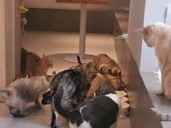 -Cappucimeow猫咪咖啡馆(韦伯时代店)