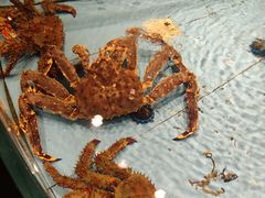 -渔傅·霞浦滩涂海鲜(建平店)
